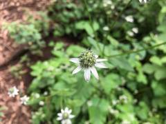 Eryngium ghiesbreghtii