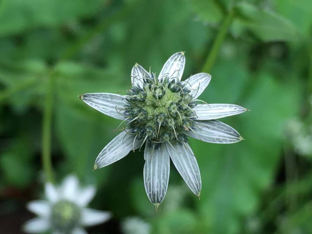 Eryngium ghiesbreghtii