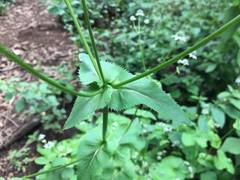 Eryngium ghiesbreghtii
