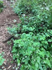 Eryngium ghiesbreghtii