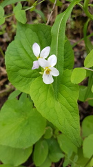 Viola canadensis canadensis