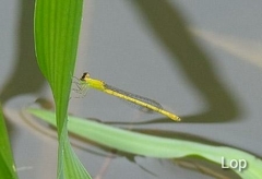 Agriocnemis kalinga