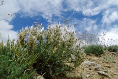 Astragalus dilutus
