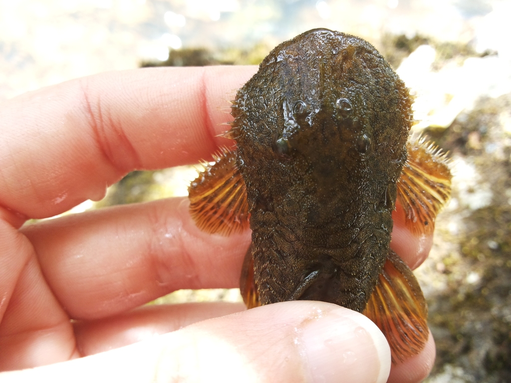 Highfin pleco (Pareiorhaphis hypselurus) — Loricariidae