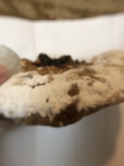 Fomitopsidaceae