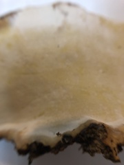 Fomitopsidaceae