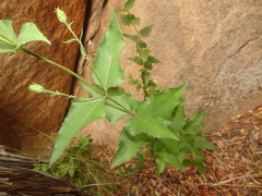 Aldama cordifolia