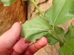 Aldama cordifolia
