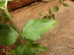 Aldama cordifolia