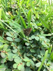 Piruna penaea
