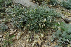 Astragalus depauperatus