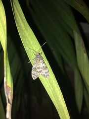 Eucereon myrina