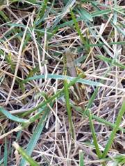 Melanoplus differentialis