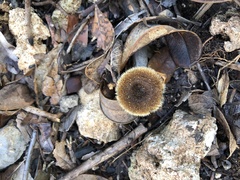 Lentinus