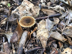 Lentinus