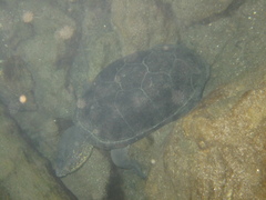 Kinosternon hirtipes hirtipes