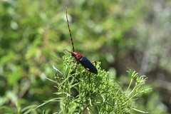 Stenaspis verticalis