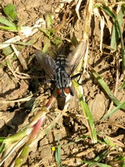 Abax parallelepipedus