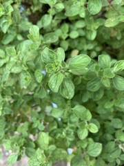 Origanum vulgare