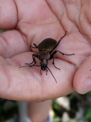 Carabus sylvestris