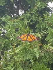 Danaus plexippus