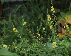 Verbascum coromandelianum