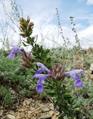 Dracocephalum fruticulosum