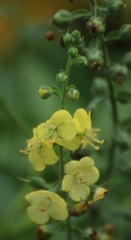 Verbascum coromandelianum