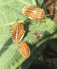 Piezosternum subulatum