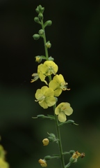 Verbascum coromandelianum