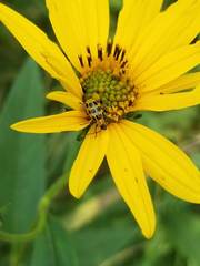 Diabrotica undecimpunctata