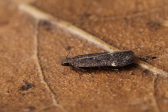 Aproaerema anthyllidella