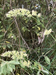 Dactylis glomerata
