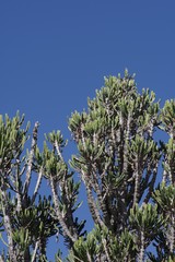 Euphorbia triangularis