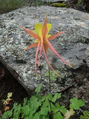 Aquilegia chrysantha x desertorum