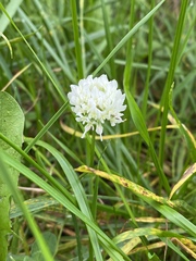 Trifolium repens