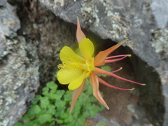 Aquilegia chrysantha x desertorum