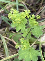Alchemilla