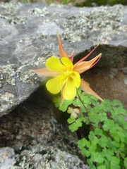 Aquilegia chrysantha x desertorum