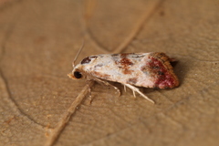 Neocochylis millierana