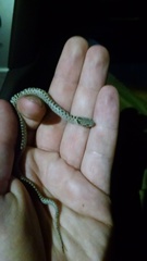 Hypsiglena chlorophaea