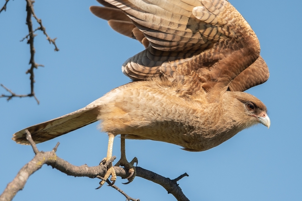 Chimango Caracara