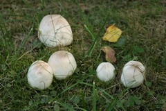 Pseudochitonia