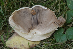Pseudochitonia