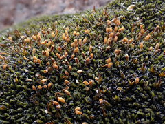 Grimmia caespiticia