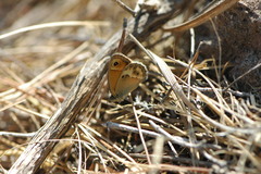 Coenonympha dorus