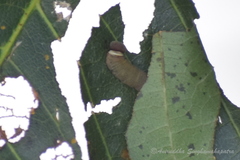 Coladenia indrani