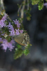 Coenonympha dorus