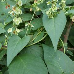 Fallopia dumetorum