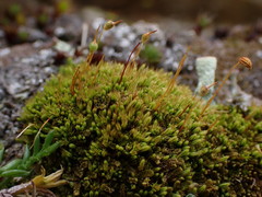 Conostomum tetragonum
